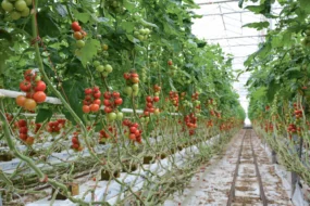 production-tomate-energie-electricite-economie-cogeneration
