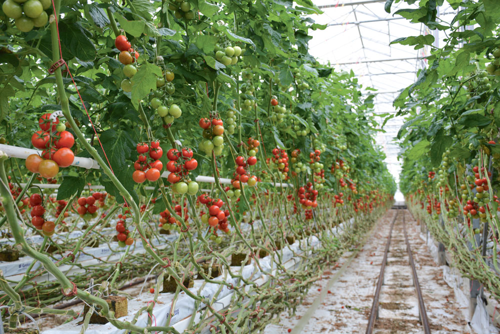 production-tomate-energie-electricite-economie-cogeneration - Illustration La cogénération séduit les serristes