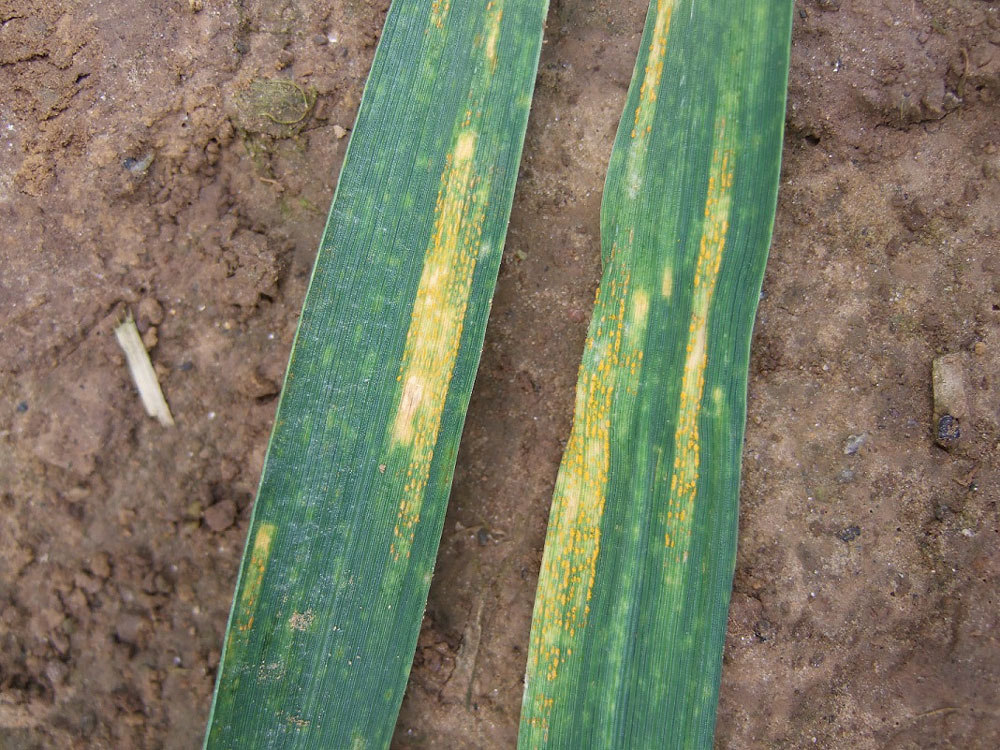 rouille-jaune-cereale-ble-triticale-protection-fongicide - Illustration Rouille jaune, intervenir sans tarder