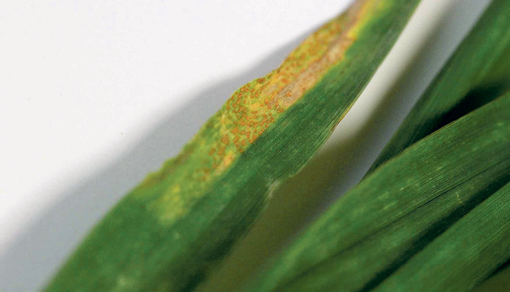 rouille-jaune-cereale-maladie-climat-culture-vegetaux - Illustration La rouille jaune, une maladie en constante évolution