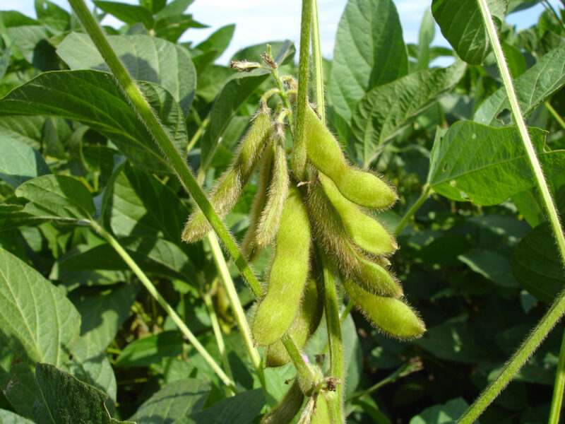 Année record pour le soja produit en France | Journal Paysan Breton