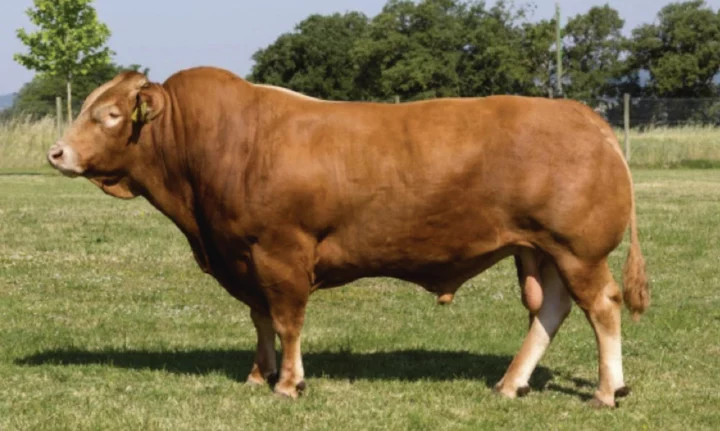 taureau-bovin-limousin-genetique