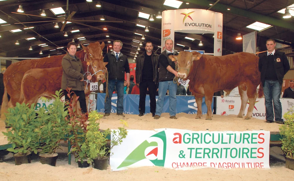 taureau-limousin-concours-bovin-foire-rennes - Illustration Et de trois pour Ecluse, la Limousine