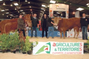 taureau-limousin-concours-bovin-foire-rennes