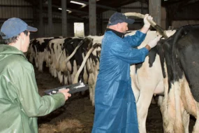 thierry-daridon-gtv-bretagne-tarissement-breizh-vet-tour-veterinaire-lait-sante-animale-alimentation-vache-laitiere-prim-holstein