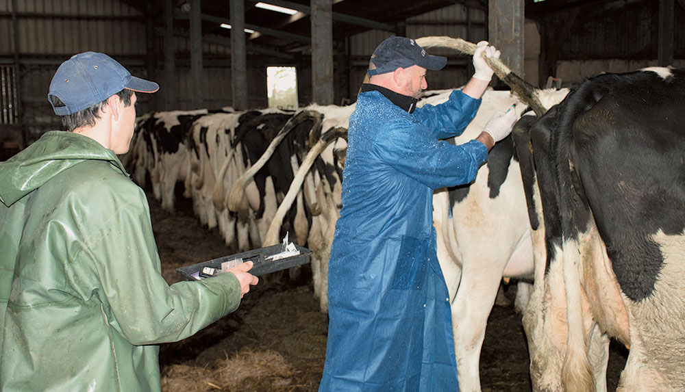 thierry-daridon-gtv-bretagne-tarissement-breizh-vet-tour-veterinaire-lait-sante-animale-alimentation-vache-laitiere-prim-holstein - Illustration Déserts vétérinaires : vers un dispositif d’aide à l’installation