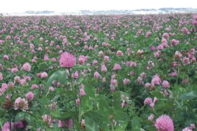 trefle-violet-agronomie-loic-chesnin-thehillac-semence