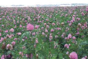 trefle-violet-agronomie-loic-chesnin-thehillac-semence