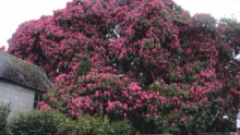 trequeffellec-quimper-fleur-rhodrogrendon