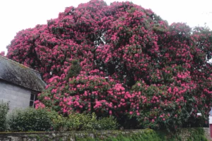 trequeffellec-quimper-fleur-rhodrogrendon