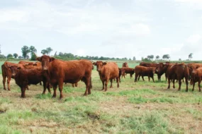 troupeau-taureau-veau-genisse-viande-bovine-eilys-pac-elevage-concours