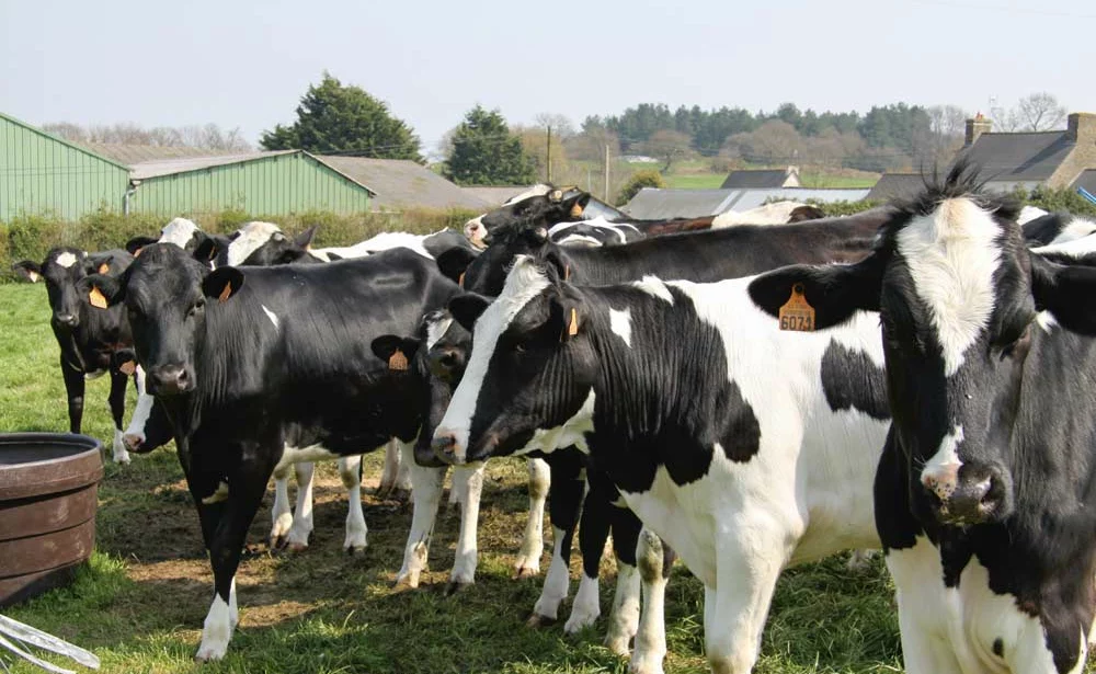 vache-laitiere-lait-elevage-genisse-genetique-prix-viande-bovine - Illustration Sous-traiter l’élevage des génisses ?