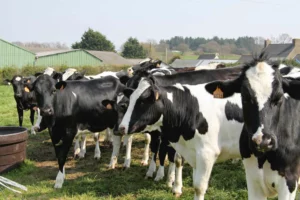 vache-laitiere-lait-elevage-genisse-genetique-prix-viande-bovine
