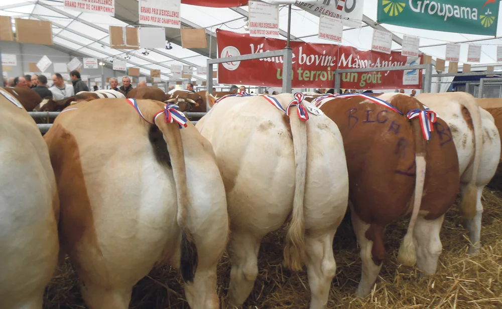 viande-bovine-france-concours-artisan-boucher-fncab - Illustration Plus de 3 600 animaux sur les concours