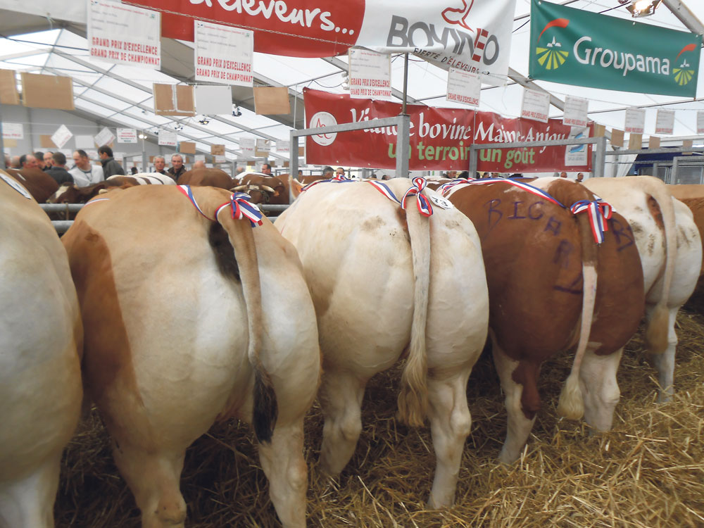 viande-bovine-france-concours-artisan-boucher-fncab - Illustration Plus de 3 600 animaux sur les concours