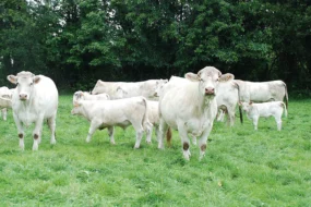 viande-bovine-installation-reprise-apport-personnel