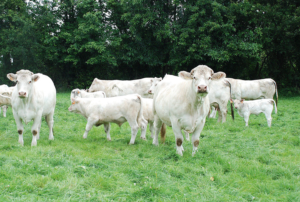 viande-bovine-installation-reprise-apport-personnel - Illustration Pour s’installer, plutôt le cheptel total