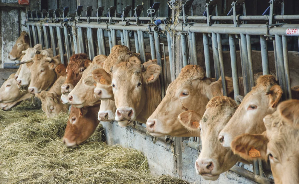 viande-bovine-prix-vache-allaitante - Illustration La contractualisation confrontée à la culture du maquignonnage
