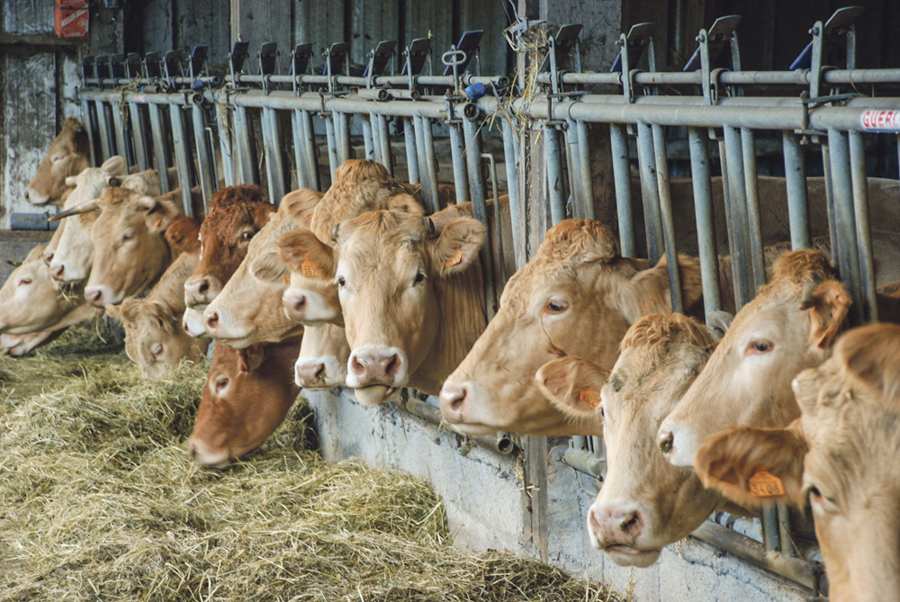 viande-bovine-prix-vache-allaitante - Illustration La contractualisation confrontée à la culture du maquignonnage