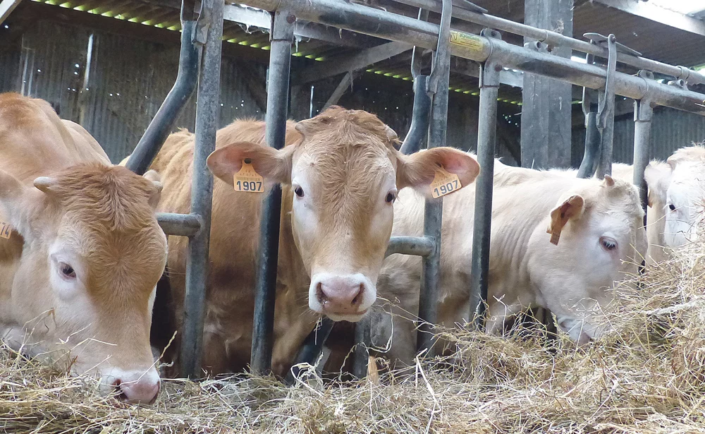 viande-bovine-triskalia-socopa-engraissement-genisse-herbe - Illustration Viande rouge et herbe verte : l’accord parfait