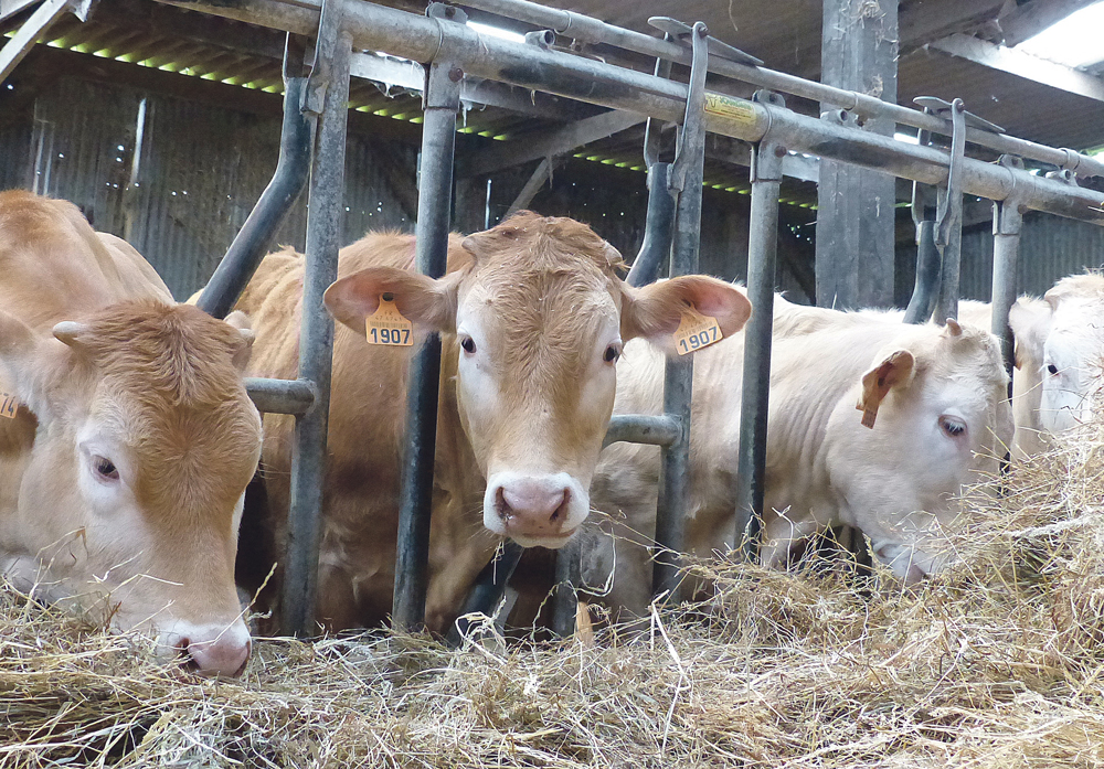 viande-bovine-triskalia-socopa-engraissement-genisse-herbe - Illustration Viande rouge et herbe verte : l’accord parfait