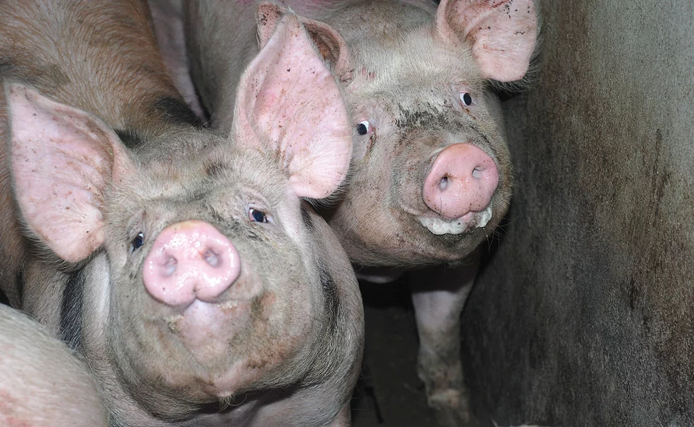 viande-porc-truie-prix-production-baisse-mise-au-norme-bien-etre - Illustration Bien-être animal : l’Allemagne fait approuver plus de 500 élevages