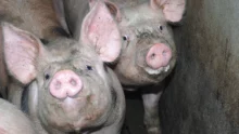 viande-porc-truie-prix-production-baisse-mise-au-norme-bien-etre