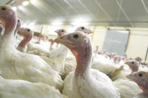 volaille-chair-aviculture-dinde-perfomance-investissement-aviagen-turkeys