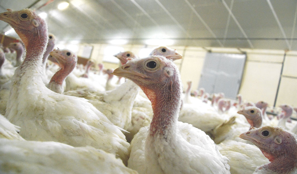 volaille-chair-aviculture-dinde-perfomance-investissement-aviagen-turkeys - Illustration La production américaine de dinde en baisse en 2017