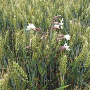 Lychnis dioïque