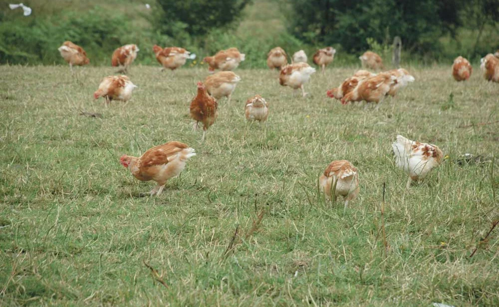 alimentation-elevage-agriculture-bio-poule-pondeuse-aviculture-volaille-mais-soja - Illustration Un aliment 100 % bio en 2018