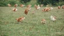 alimentation-elevage-agriculture-bio-poule-pondeuse-aviculture-volaille-mais-soja