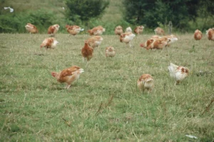 alimentation-elevage-agriculture-bio-poule-pondeuse-aviculture-volaille-mais-soja