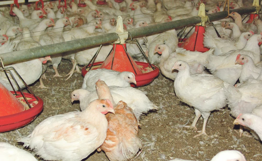aviculture-volaille-environnement-elevage-reglementation-dinde - Illustration Installations classées : du nouveau en volailles