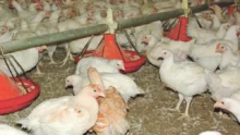 aviculture-volaille-environnement-elevage-reglementation-dinde