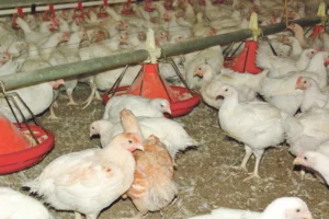 aviculture-volaille-environnement-elevage-reglementation-dinde