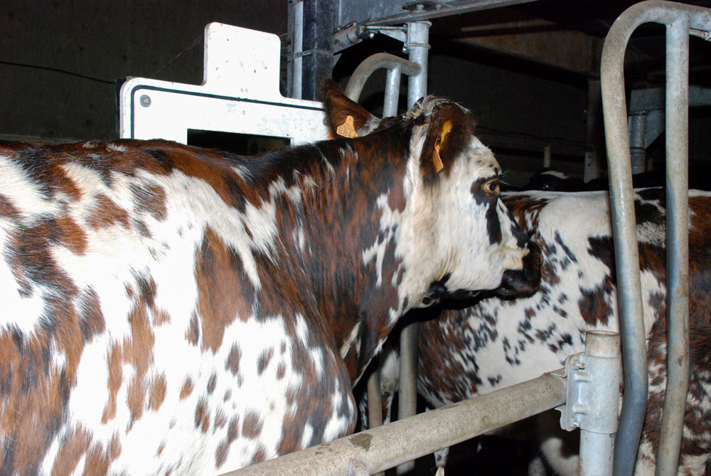 Photo of Identification des bovins : la Conf’ veut laisser le libre choix à l’éleveur