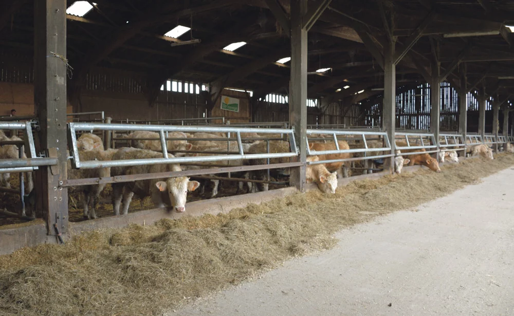 charolaise-viande-bovine-lait-batiment-installation-investissement - Illustration Le bâtiment laitier adapté pour des jeunes bovins