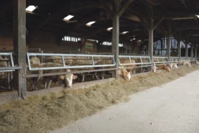 charolaise-viande-bovine-lait-batiment-installation-investissement
