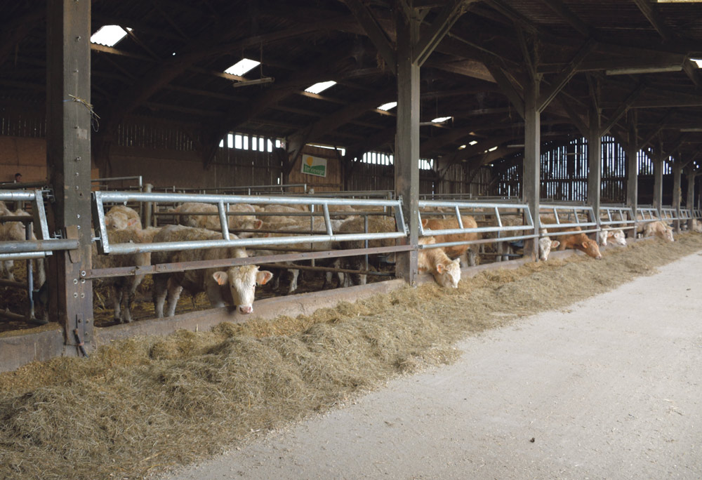 charolaise-viande-bovine-lait-batiment-installation-investissement - Illustration Le bâtiment laitier adapté pour des jeunes bovins