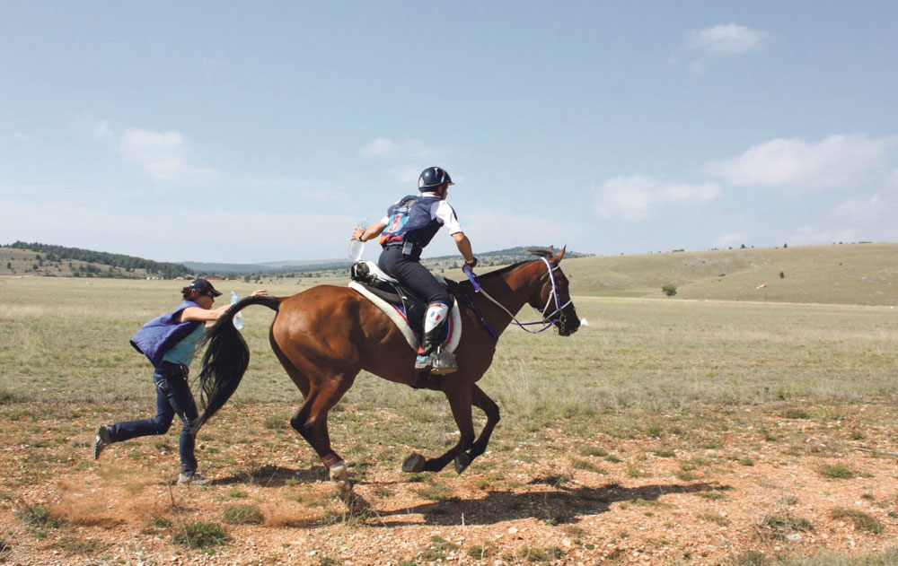 cheval-breton-plourivo-champion-monde-poly-elevage-coat-frity - Illustration Un cheval breton champion du monde