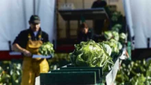 choux-fleur-meteo-climat-froid-production-legume-climat