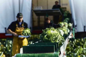 choux-fleur-meteo-climat-froid-production-legume-climat