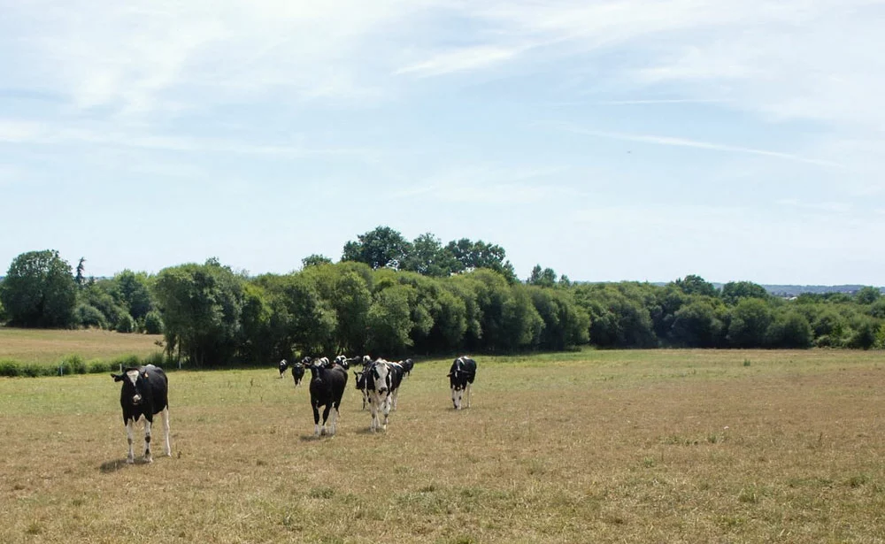 climat-paturage-herbe-culture-fourrage-fnsea-culture - Illustration La nouvelle assurance climat sur les rails