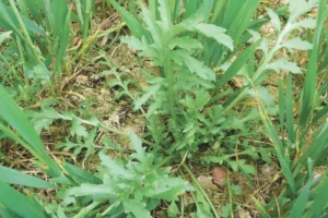 Coquelicot Concerné par la résistance (groupe B)