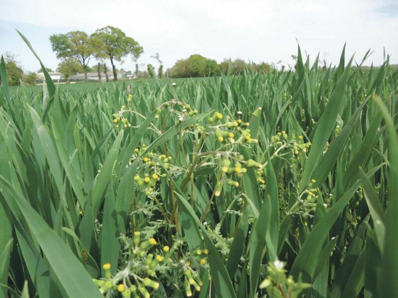 C’est en Bretagne qu’ont été découverts les premiers cas de résistance aux herbicides