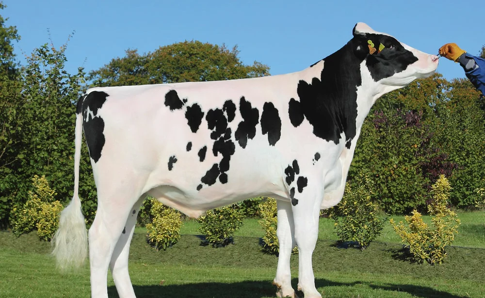 evolution-prix-lait-genetique-bovin - Illustration La segmentation des taureaux Holstein prend corps