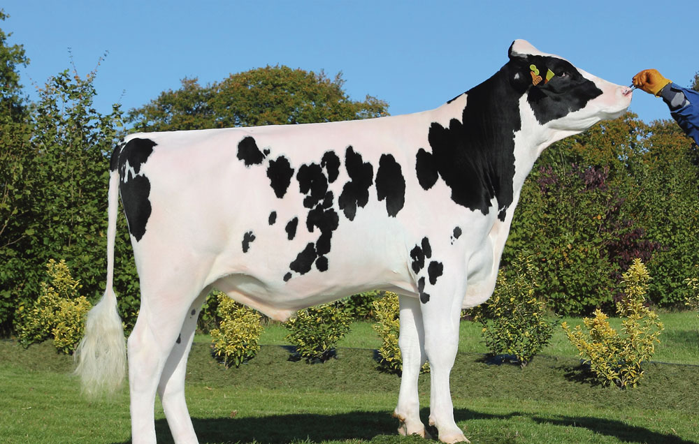 evolution-prix-lait-genetique-bovin - Illustration La segmentation des taureaux Holstein prend corps