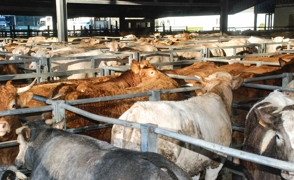 festival-viande-ladivisiau-bovin-blonde-aquitaine - Illustration Le prix de la qualité pour Noël