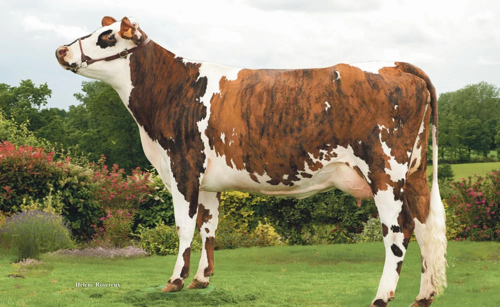 genetique-vache-normande-qualite-lait-viande-bovine-evolution - Illustration La Normande mise sur la valeur ajoutée
